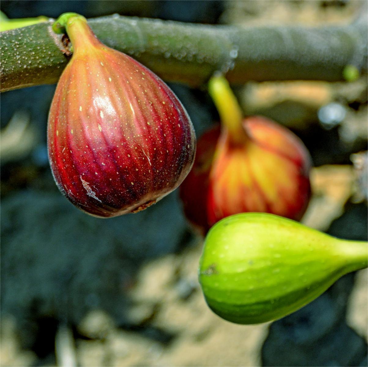SweetHarvest Feigen-Samen