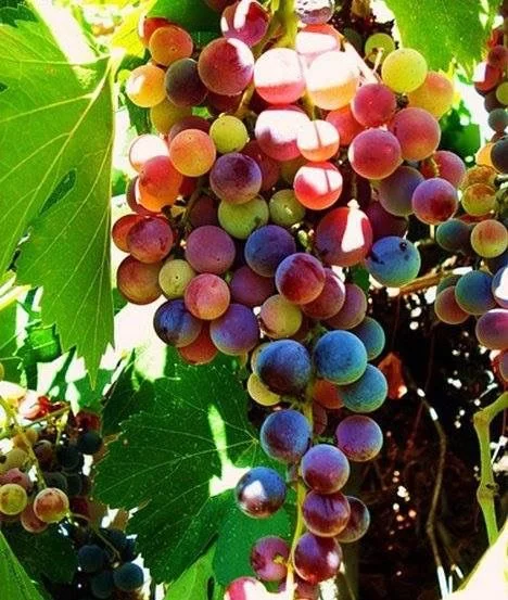 🌈🍇Rainbow Grapes Seeds