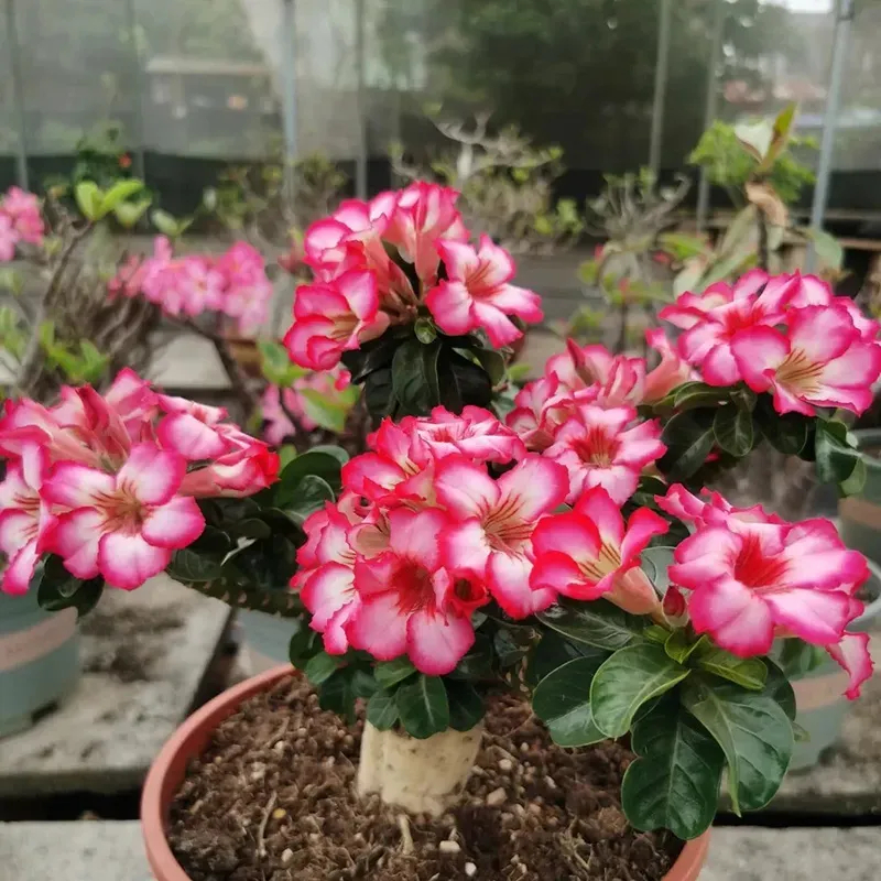 🎉Rare🌿Giant Caladium Bulbs