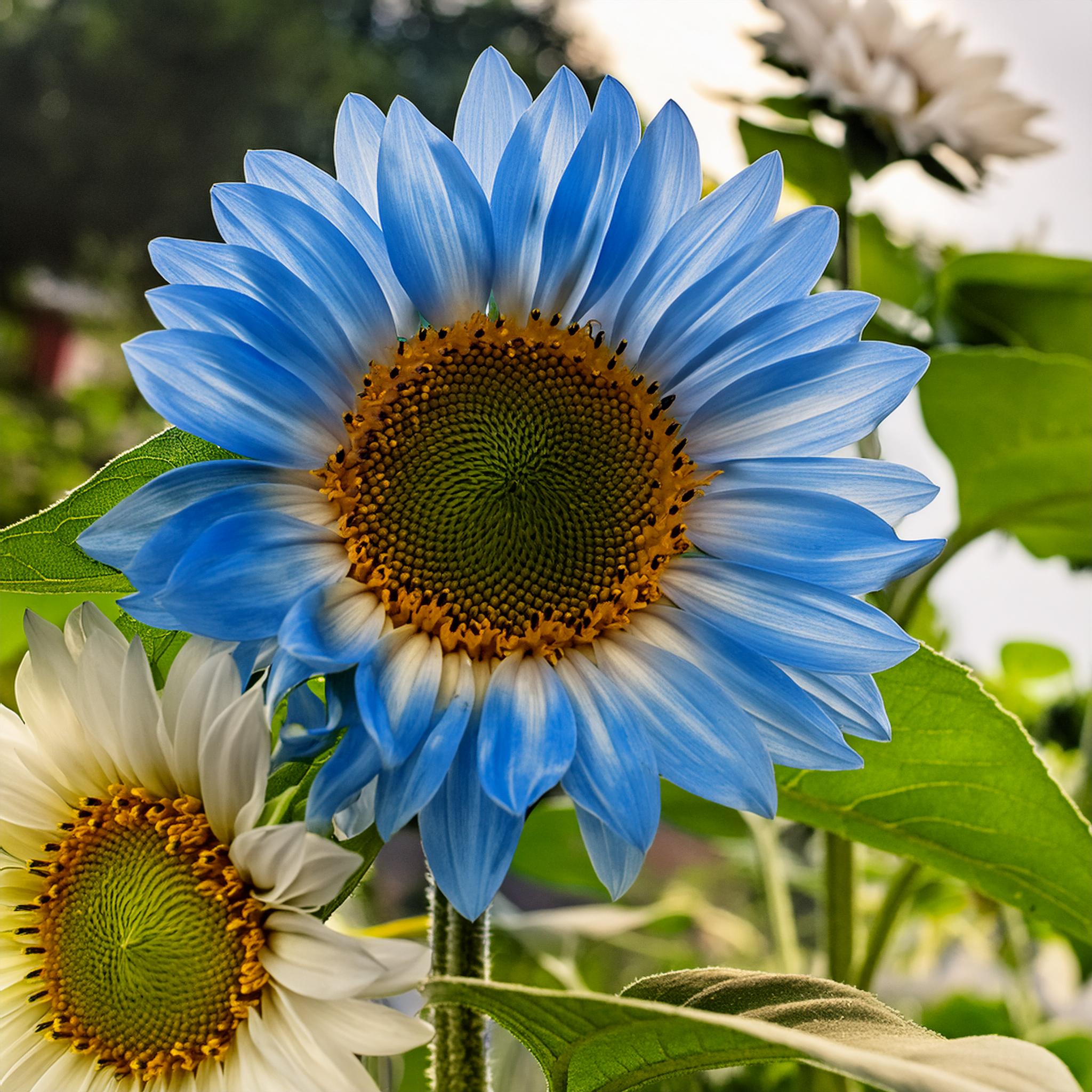 Seltene zweifarbige blaue Sonnenblumenkerne
