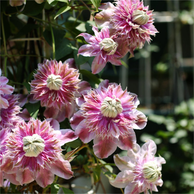 BIS ZU 60 % RABATT💥CLEMATIS TAIGA-SAMEN