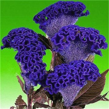 🔥Flame Bloom Fresh Cockscomb Bulbs