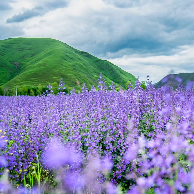 🔥Heißes Verkaufsmodell💜Lavendel Samen aus der Provence 🔆Wunderbar und wunderschön