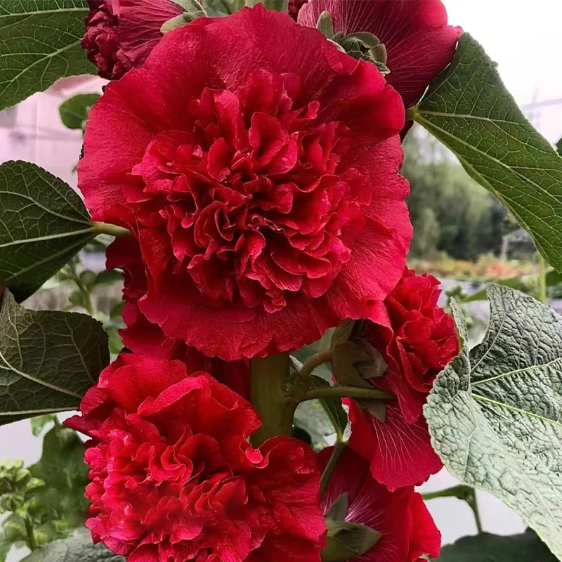 🌸 Schöne Stockrosen: Einfach zu pflanzen, Jahr für Jahr blühen! 🌸