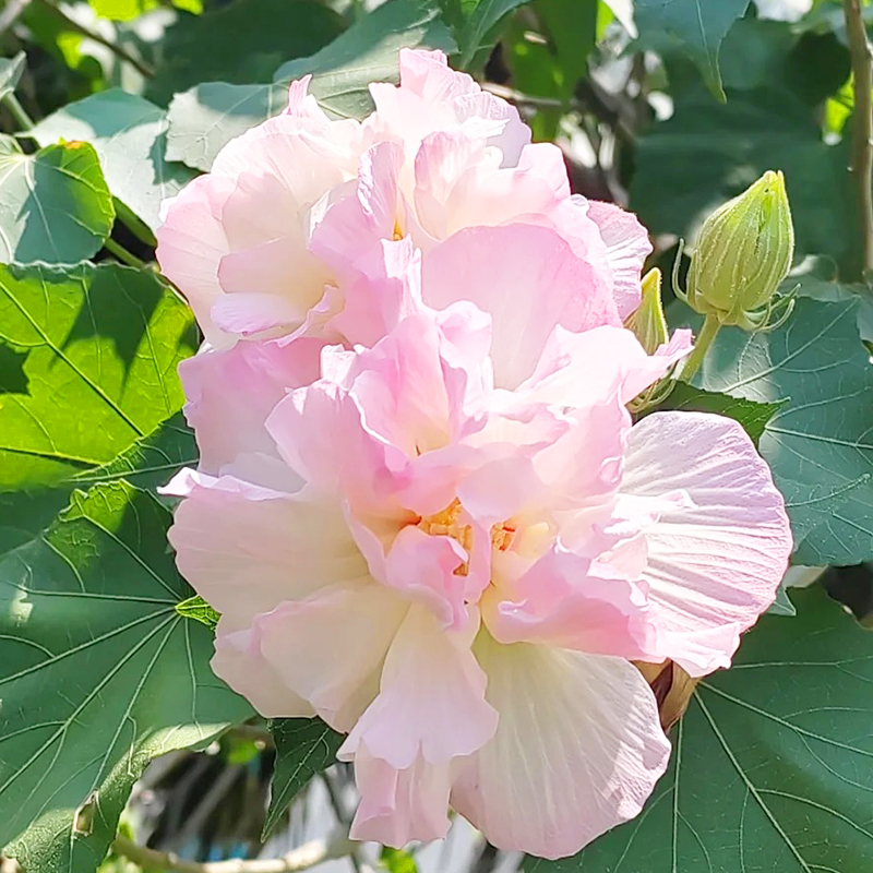 💖Rabatt zum halben Preis🌺Hibiskusblütensamen🌈Farbverändernde Blumen