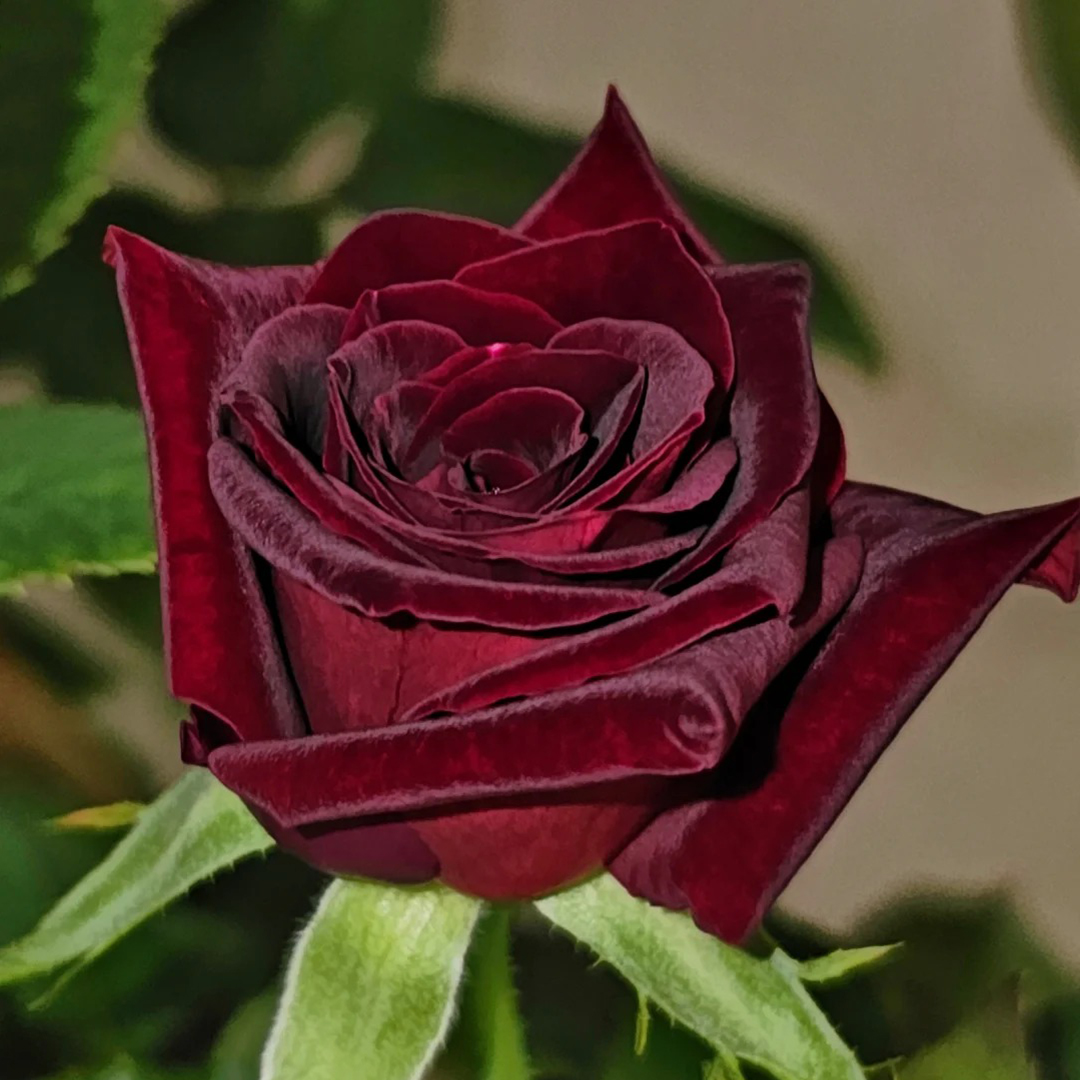 🌹Neues Rosenprodukt🍫Schwarze Bockrose✨so seidig wie schwarze Schokolade