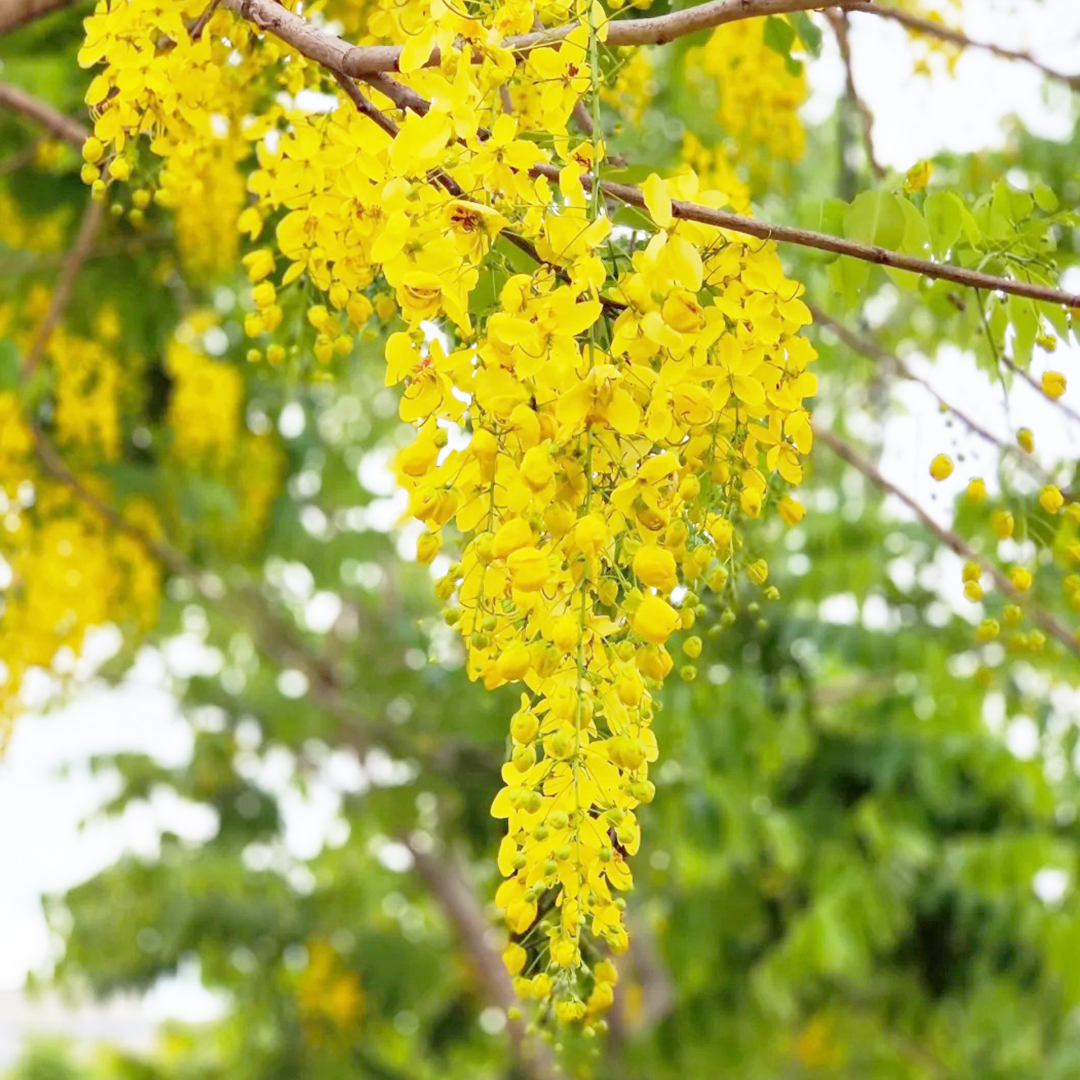 🚀Halber Preisnachlass✨Laburnum💖Schöne dekorative Baumblumen