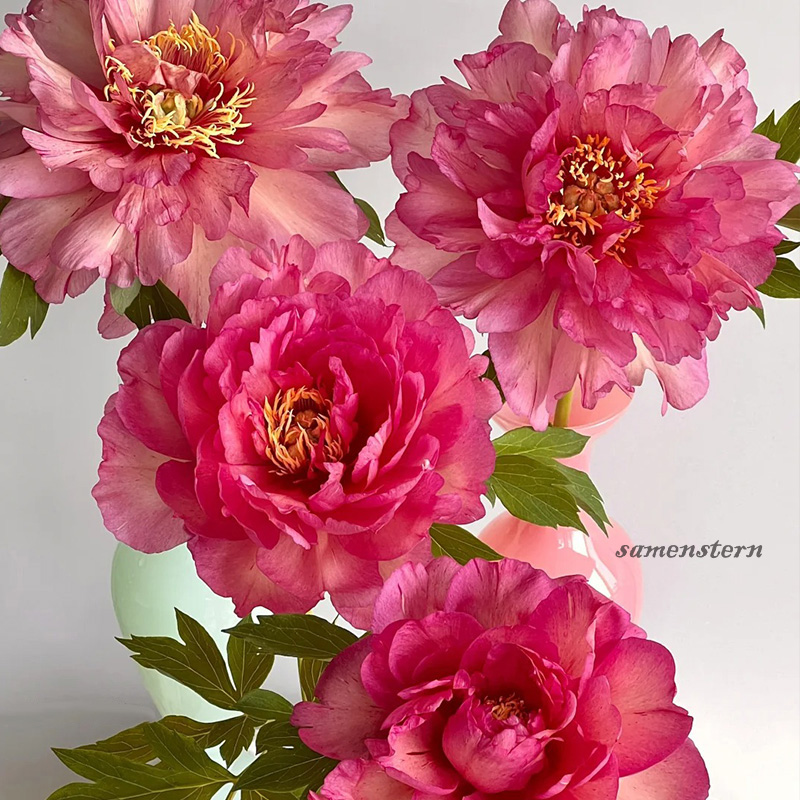 🦄Große Blütengröße🩷Pfingstrosensamen🌿leicht zu überleben