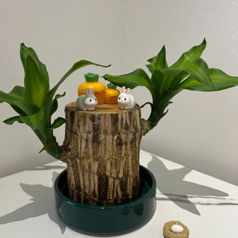 🎁Glückssymbol🪴Brasilianisches Holz🍀Die besten Grünpflanzen zum Wachsen