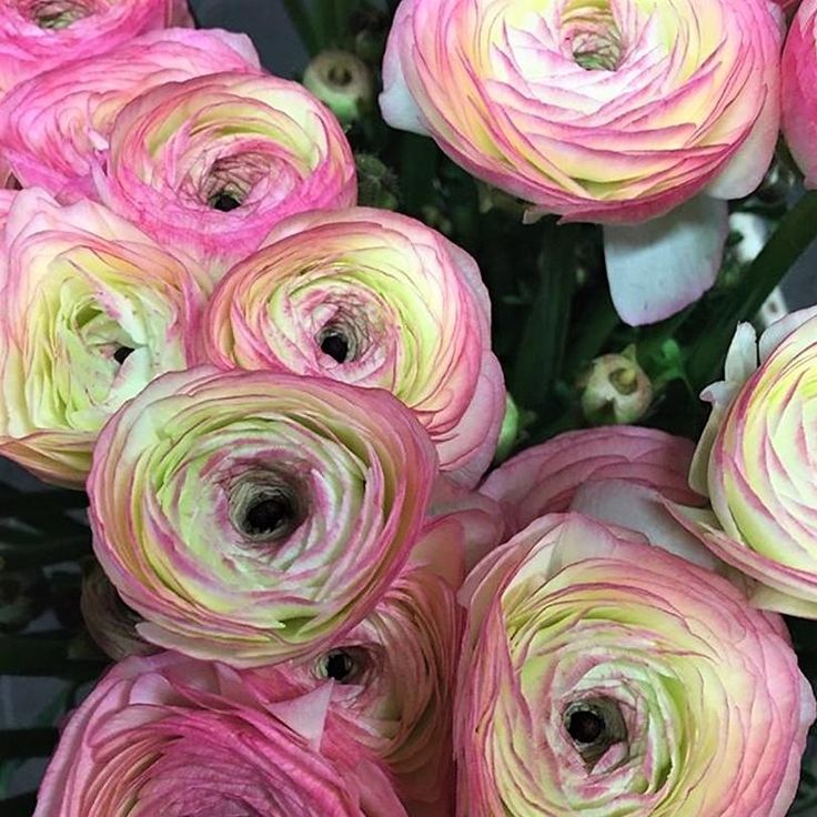 🌸 Perennials Ranunculus  Mixed color Plants  - Home Garden Flower Seeds