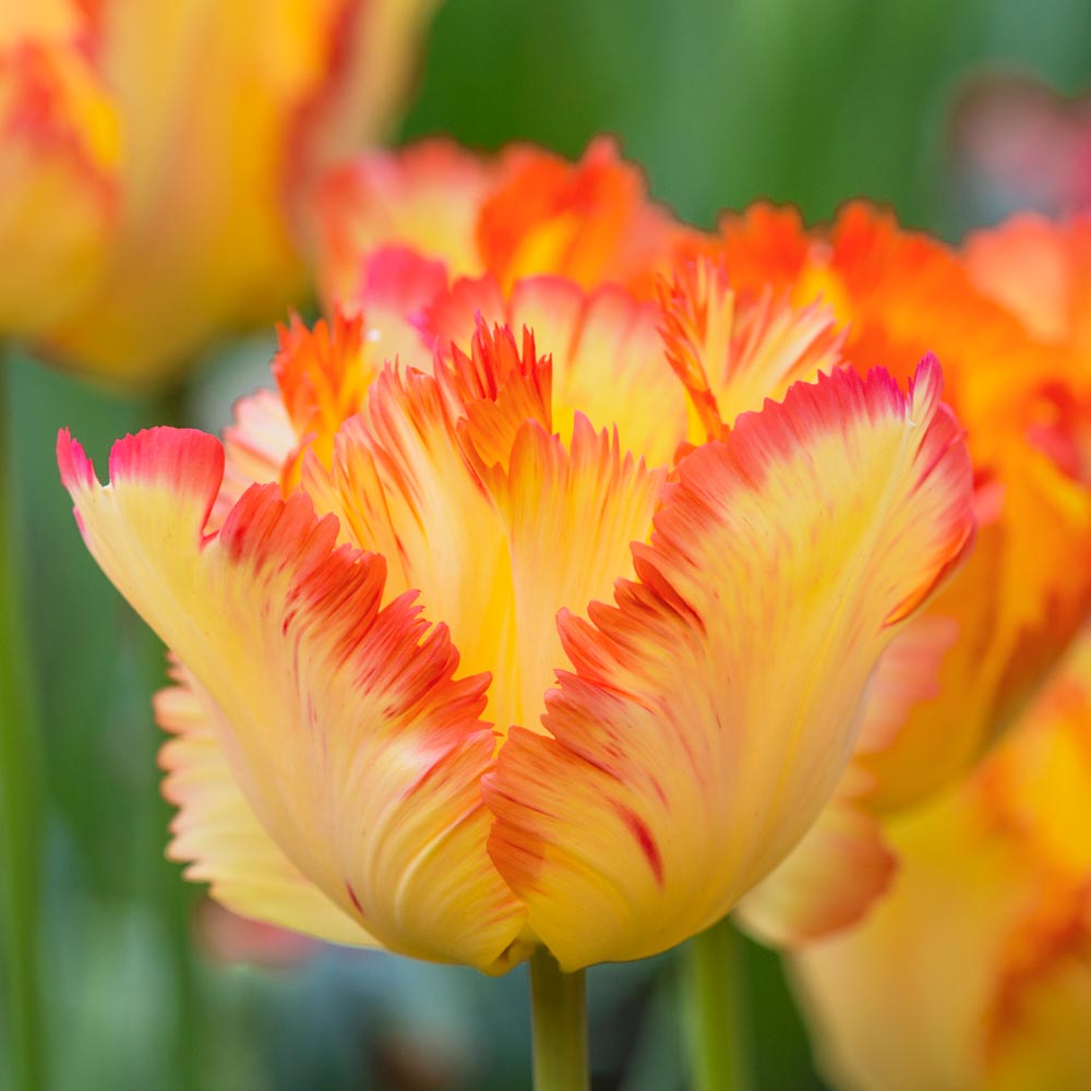 🌷Double  Feather Tulips Bulbs