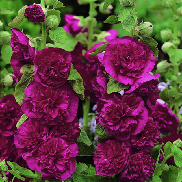 Double Hollyhock Seeds