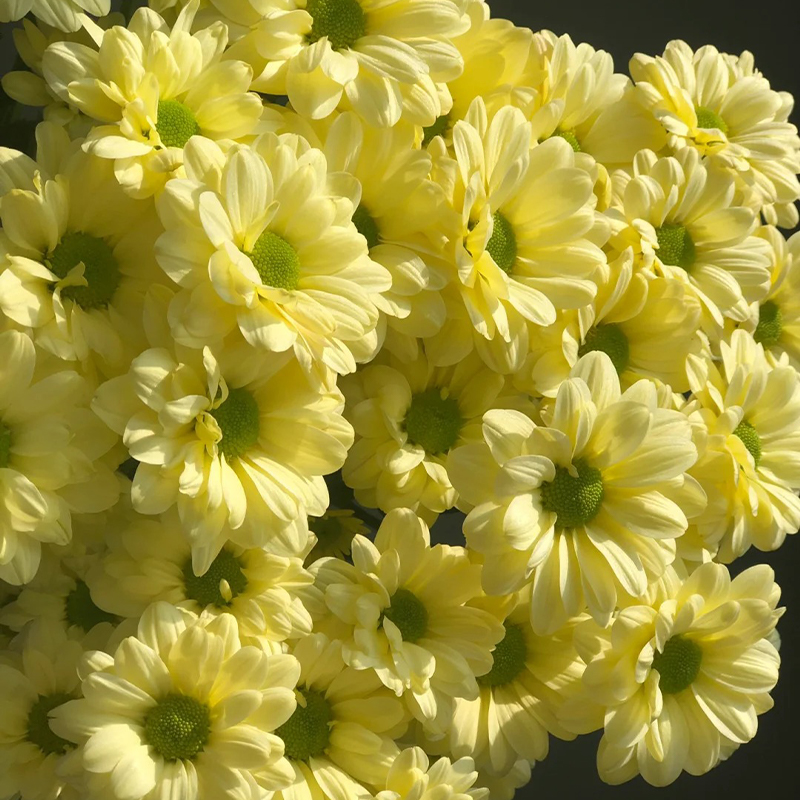 🔥Heiße Verkäufe im Frühling🏵️Chrysantheme der Kenny-Serie Samen🌼Verschiedene Farben