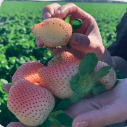 🍓Weiße Erdbeersamen（🪴Kaufen Sie 3 und erhalten Sie 1 gratis🌿Winterhart und schädlingsresistent）