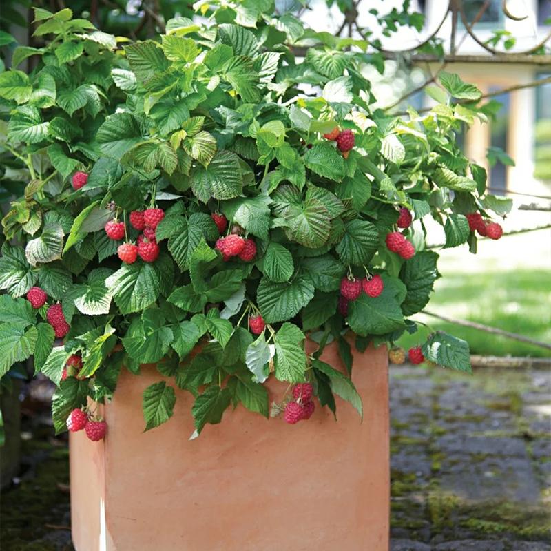 💥Tolle Rabatte🫐Beere Samen🍓Super lecker