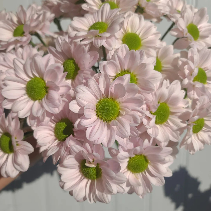 🔥Heiße Verkäufe im Frühling🏵️Chrysantheme der Kenny-Serie Samen🌼Verschiedene Farben