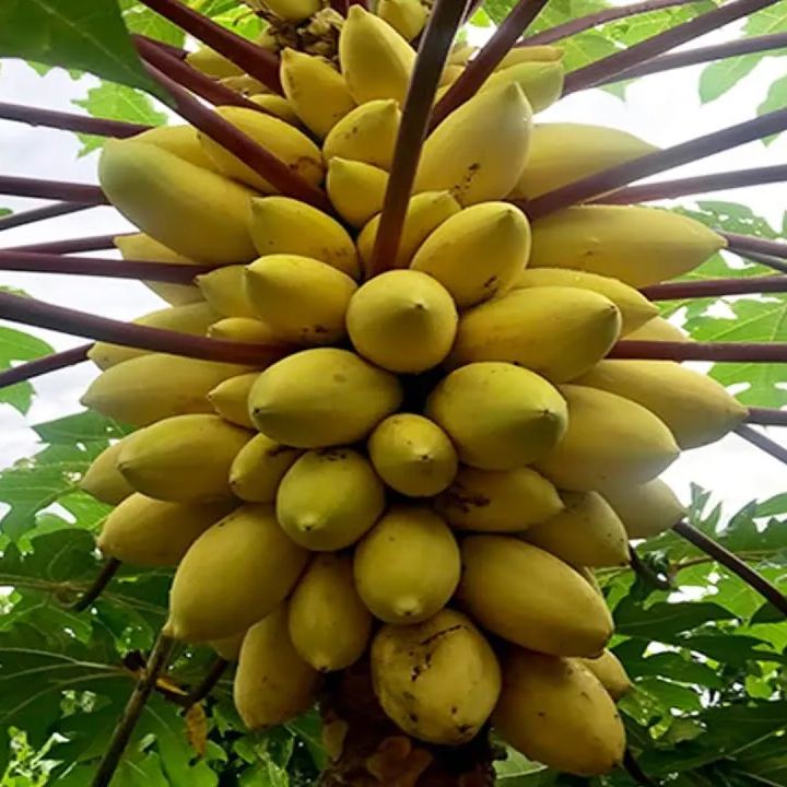 GOLDEN CREAM PAPAYA SAMEN