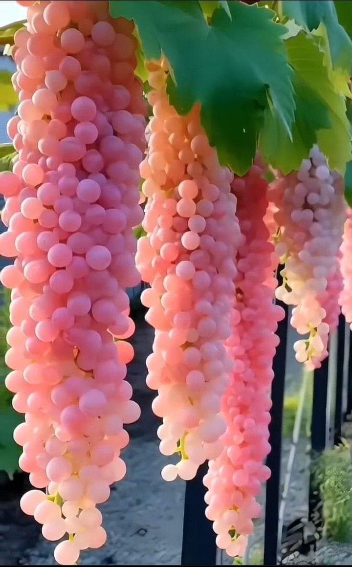Giant Seedless Waterfall Grape Seeds