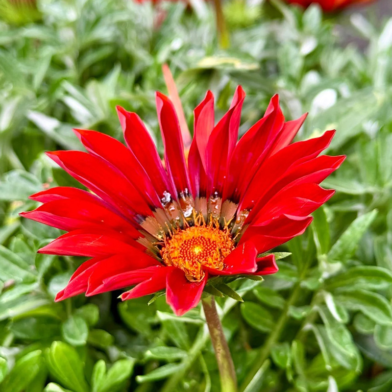 ❗Magische Pflanze💖Rote Sonnenblume✨Zeitlich begrenztes Angebot