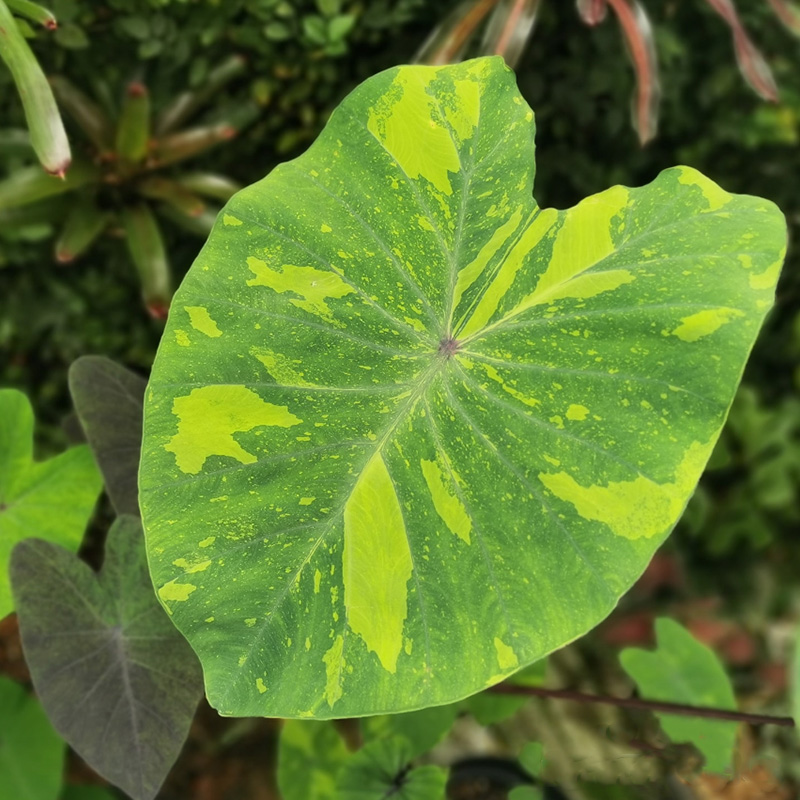 🔥Beliebt🩷Schöne bunte Blätter🌈Magische Regenbogenfarben