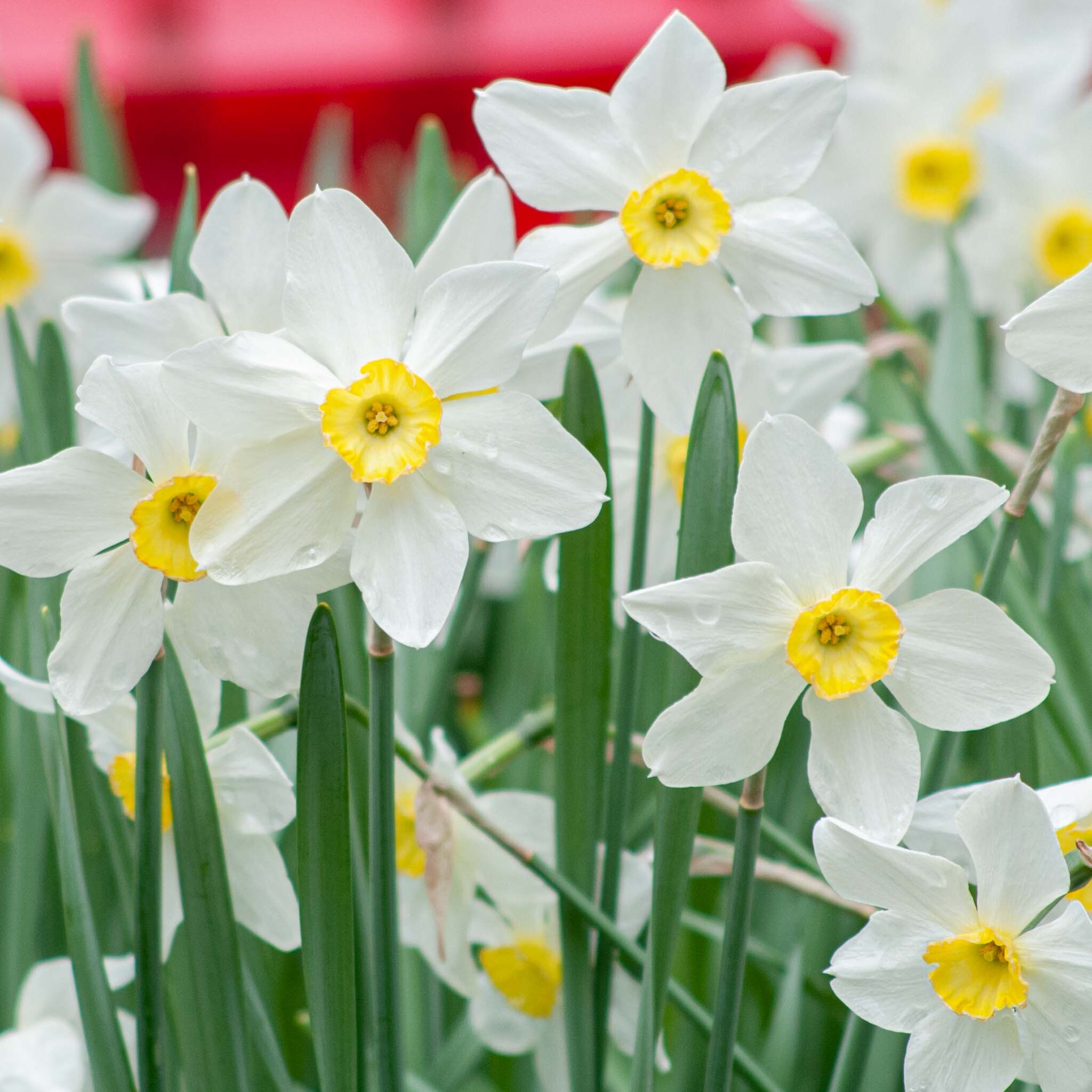 Perennial Daffodil Bulbs