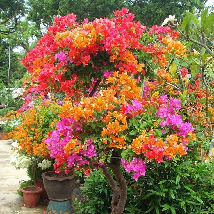 Mixed Colors Bougainvillea Seeds Perennial Ornamental