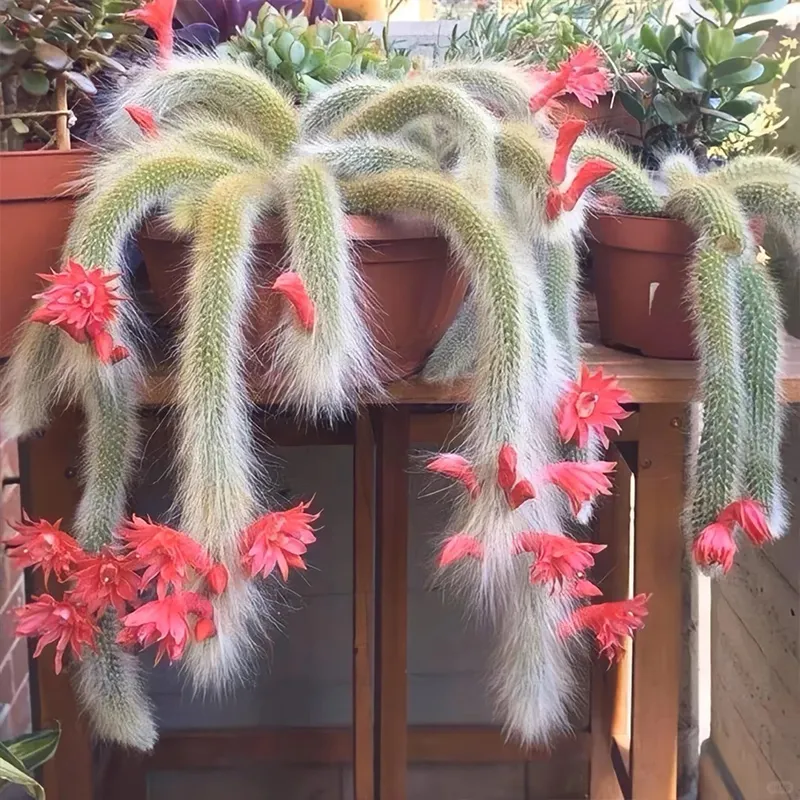 🪴DIE EINFACH ZU ZÜCHTENDE 🦊NEUNSCHWÄNZIGE🌵 FUCHS-SUKKULENTE