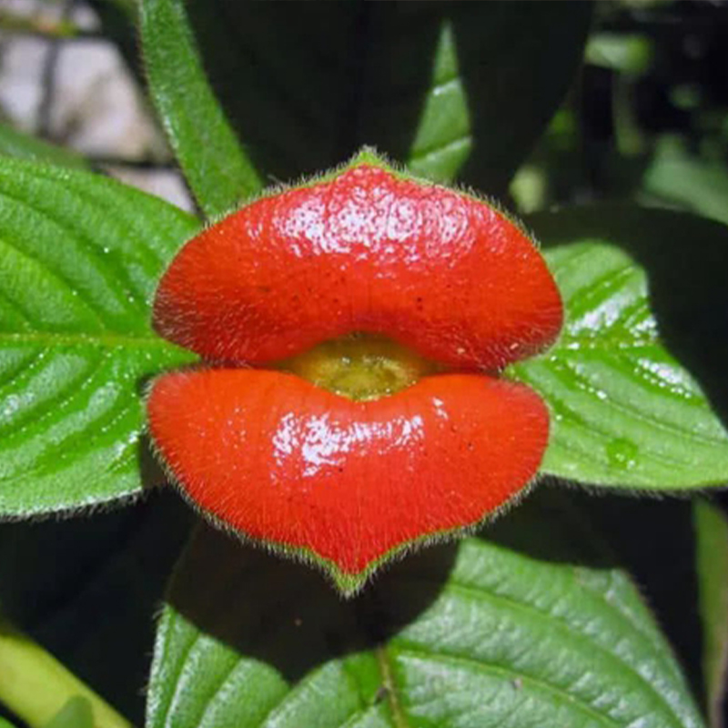 Psychotria Elata