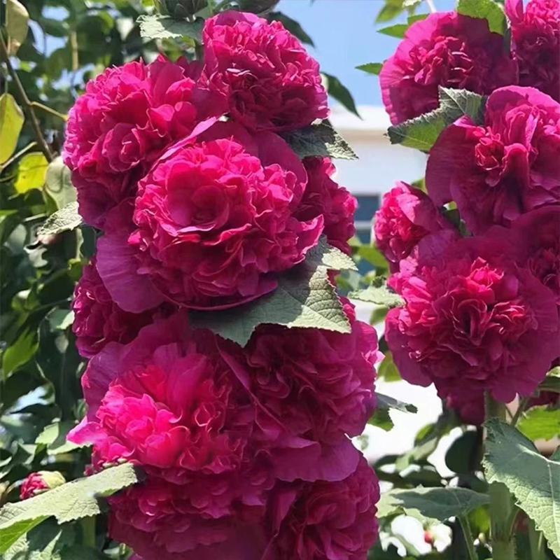🌸 Schöne Stockrosen: Einfach zu pflanzen, Jahr für Jahr blühen! 🌸