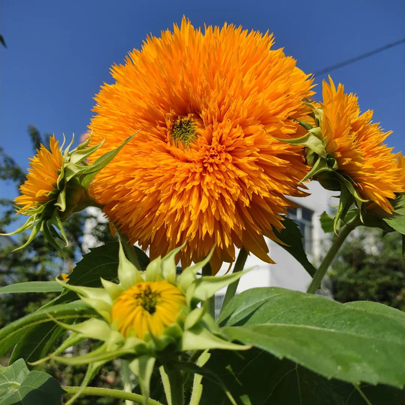 Teddybär-Sonnenblume🌻