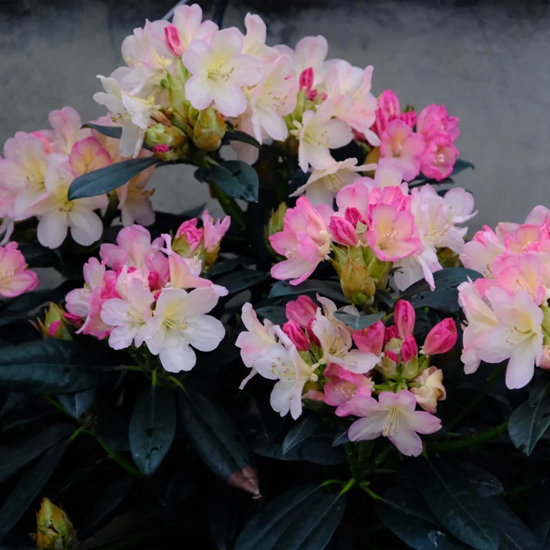 Alpenrhododendron