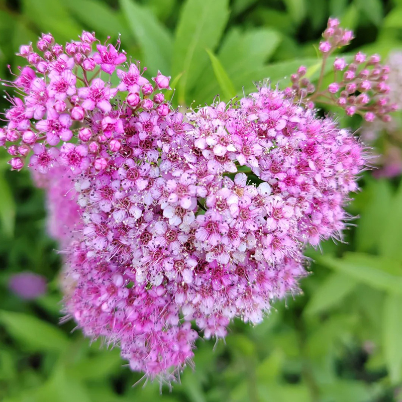 🩷Zeitlich begrenztes Angebot🌿Meadowfoam-Samen ✨Viele Blüten