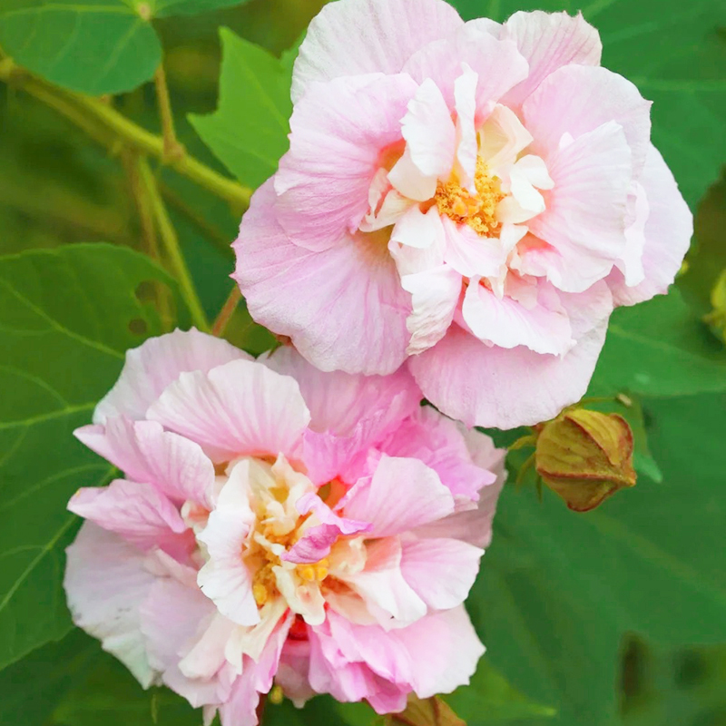 💖Rabatt zum halben Preis🌺Hibiskusblütensamen🌈Farbverändernde Blumen