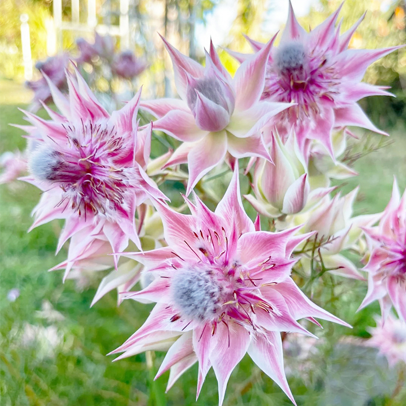 🌈2024 neues Produkt🌱Brautblumensamen🩷Wunderschöne High-End-Blumen