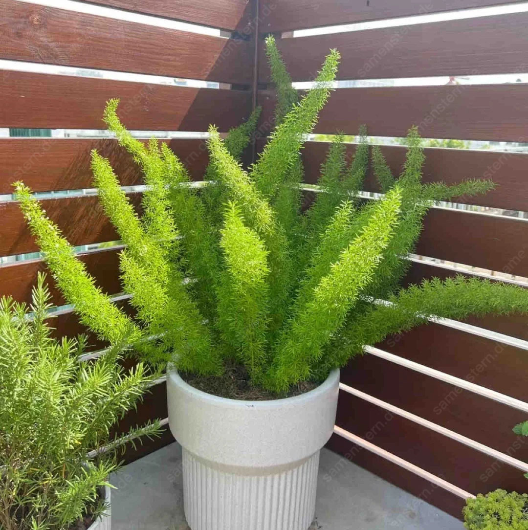 🔥 40% Rabatt! Fuchsschwanz-Spargel💥Einfach zu pflanzen