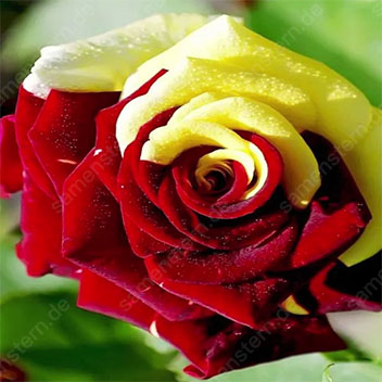 🌹🔥 50% Rabatt auf seltene Rosensamen, verschiedene Sorten, stark nachgefragt