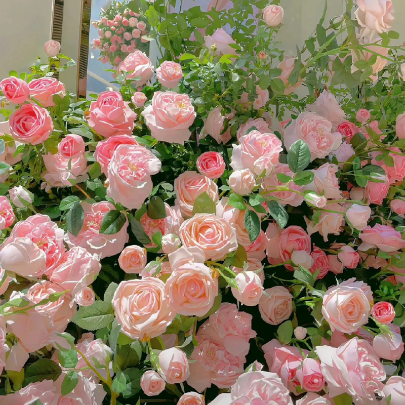 🚀65% Rabatt💖Rosen Samen🌹Endlose Romantik