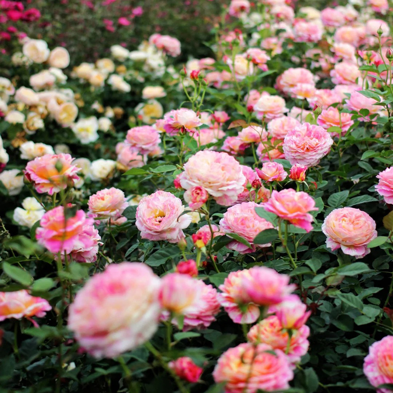 🚀65% Rabatt💖Rosen Samen🌹Endlose Romantik