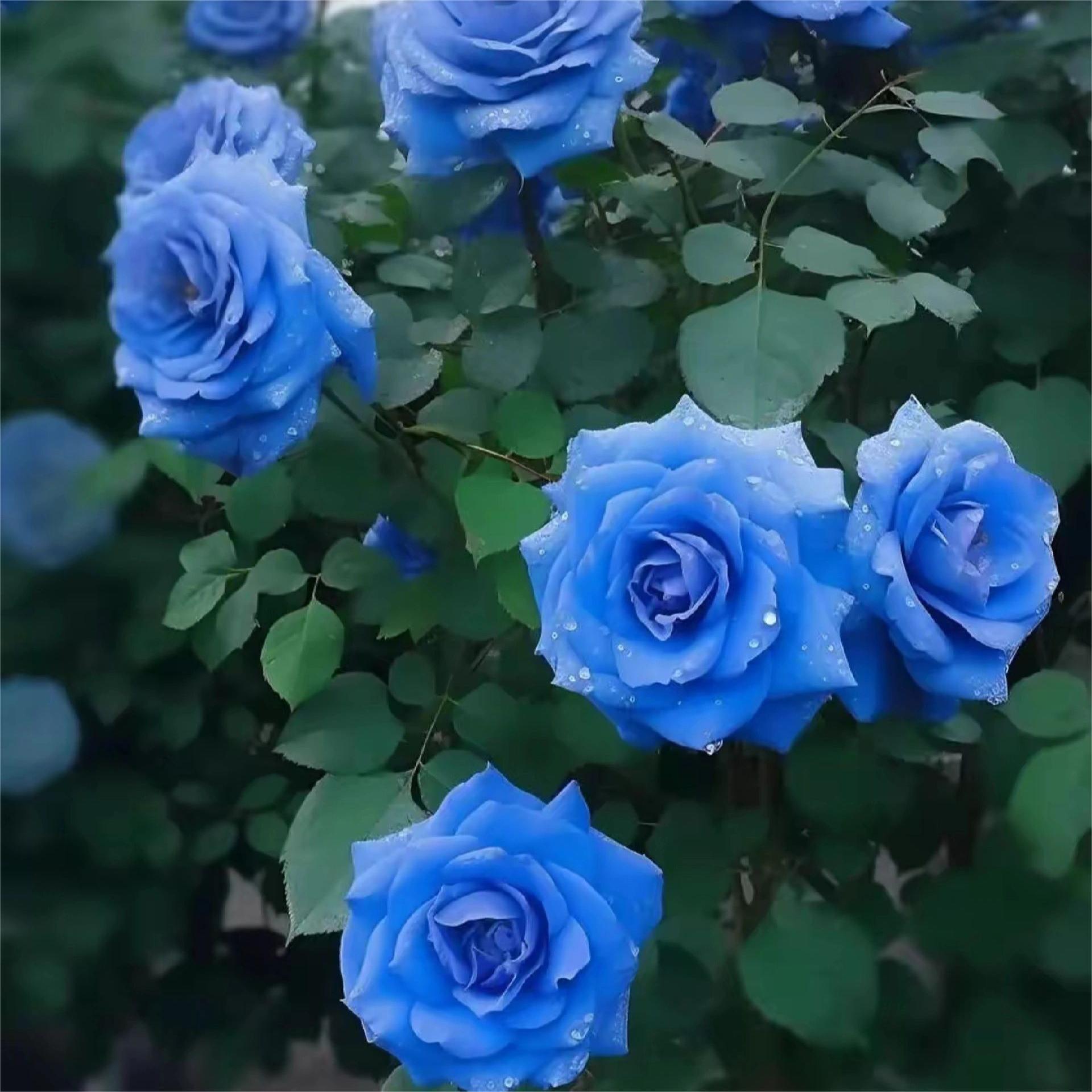 Blue Enchantress Roses - Rare-chloriseeds
