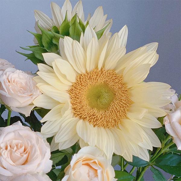 Butter Sonnenblumenkerne