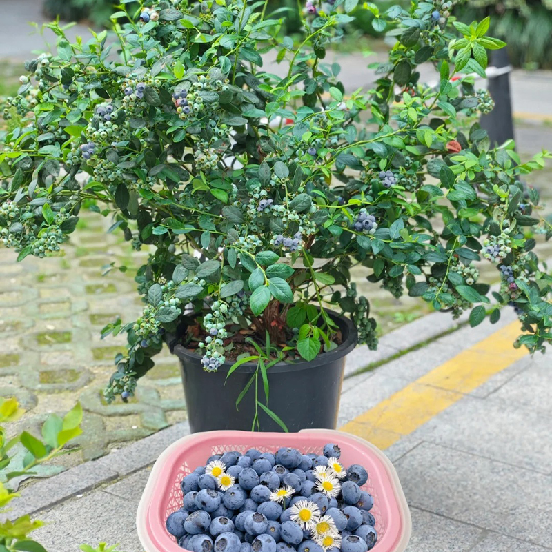 💥Tolle Rabatte🫐Beere Samen🍓Super lecker