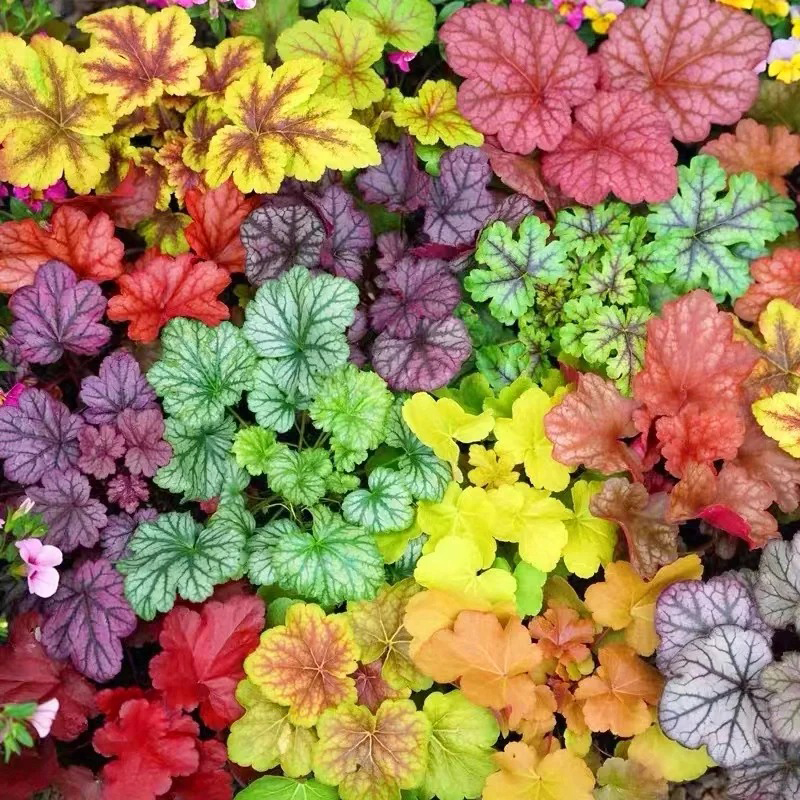 🚀Super Angebot🌈Alaunwurzel Samen🍃Bunte Farben