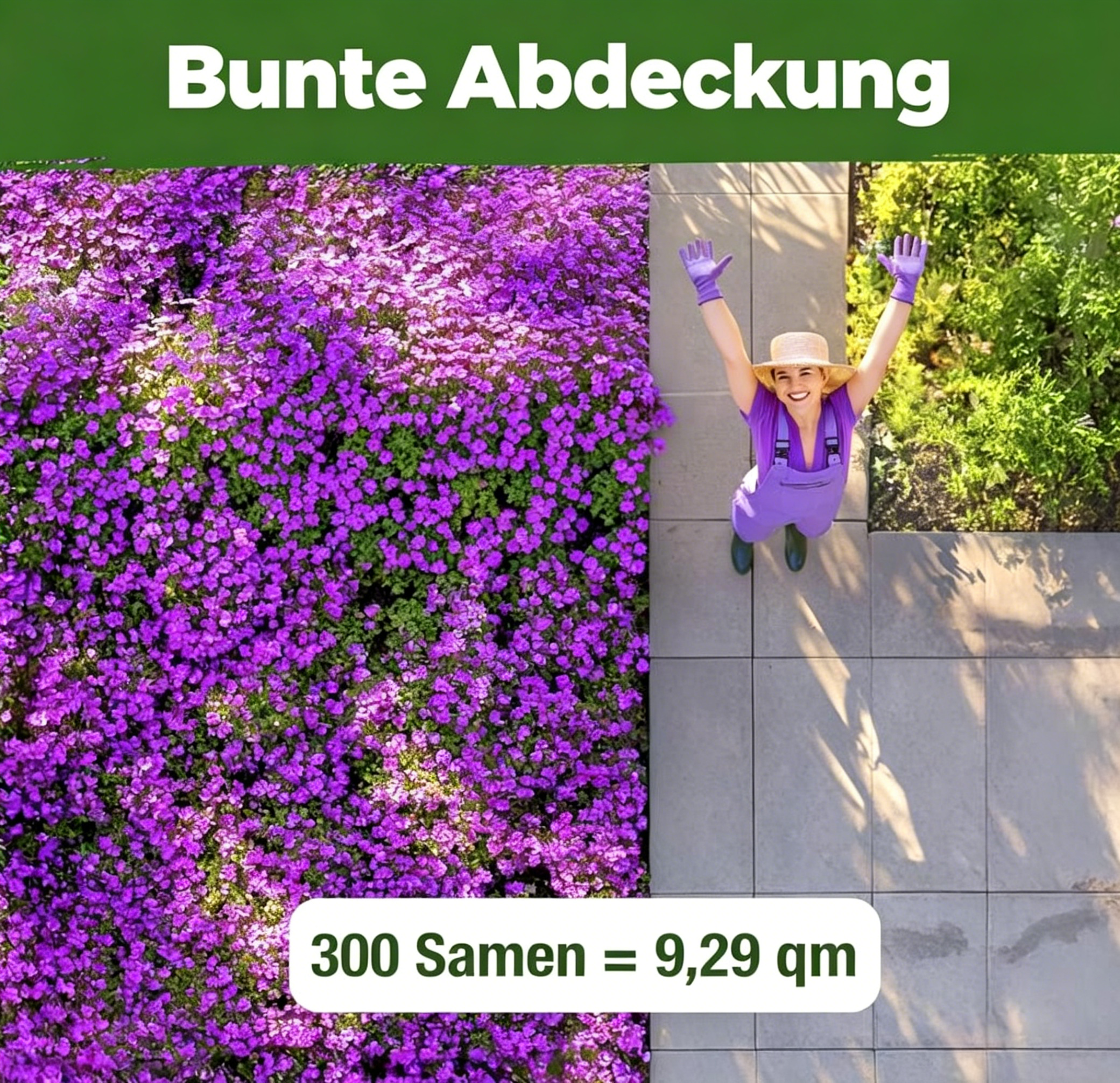 Aubrieta-Felsenkresse 'Purple' – Samenpackung für blühende Bodendecker – Mehrjährige Kressesamen für die Bepflanzung von Rasenflächen im Freien – Pflegeleicht, 300 gentechnikfreie Aubrieta deltoidea-Samen