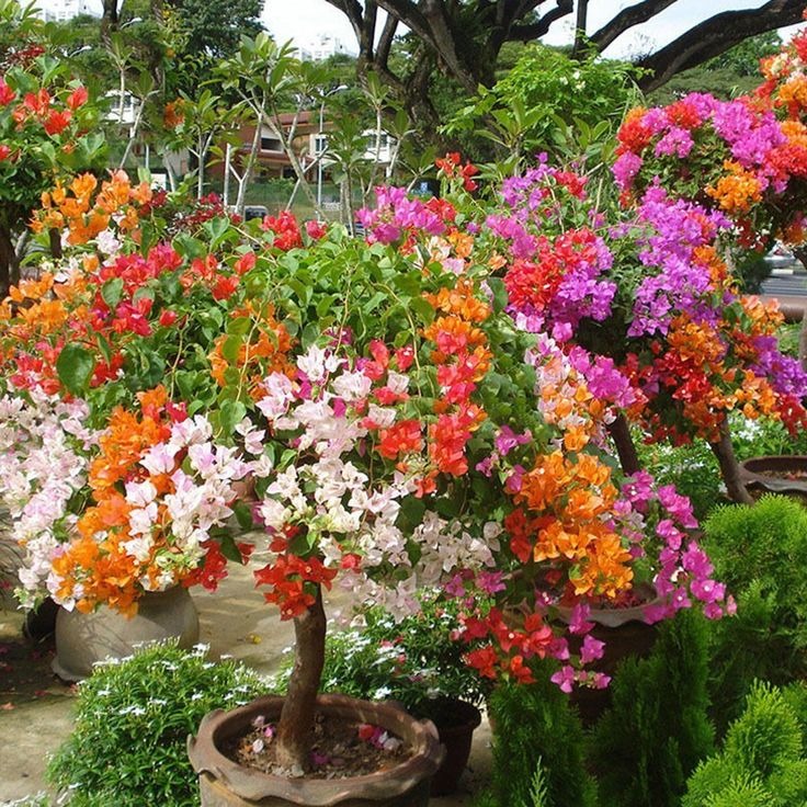 Mixed Colors Bougainvillea Seeds Perennial Ornamental