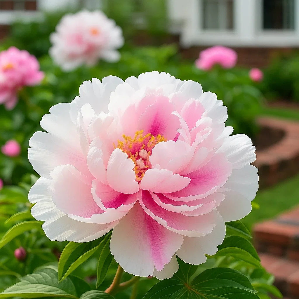 Rare Double Peonies That Bloom Big & Beautiful