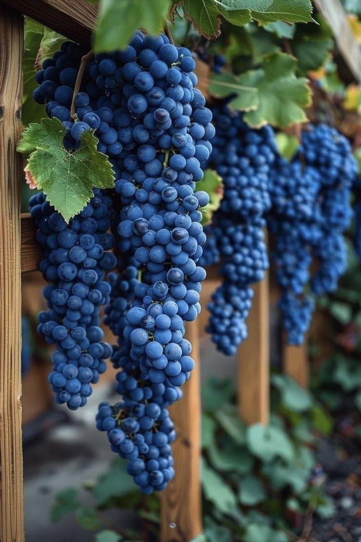 Giant Seedless Waterfall Grape Seeds