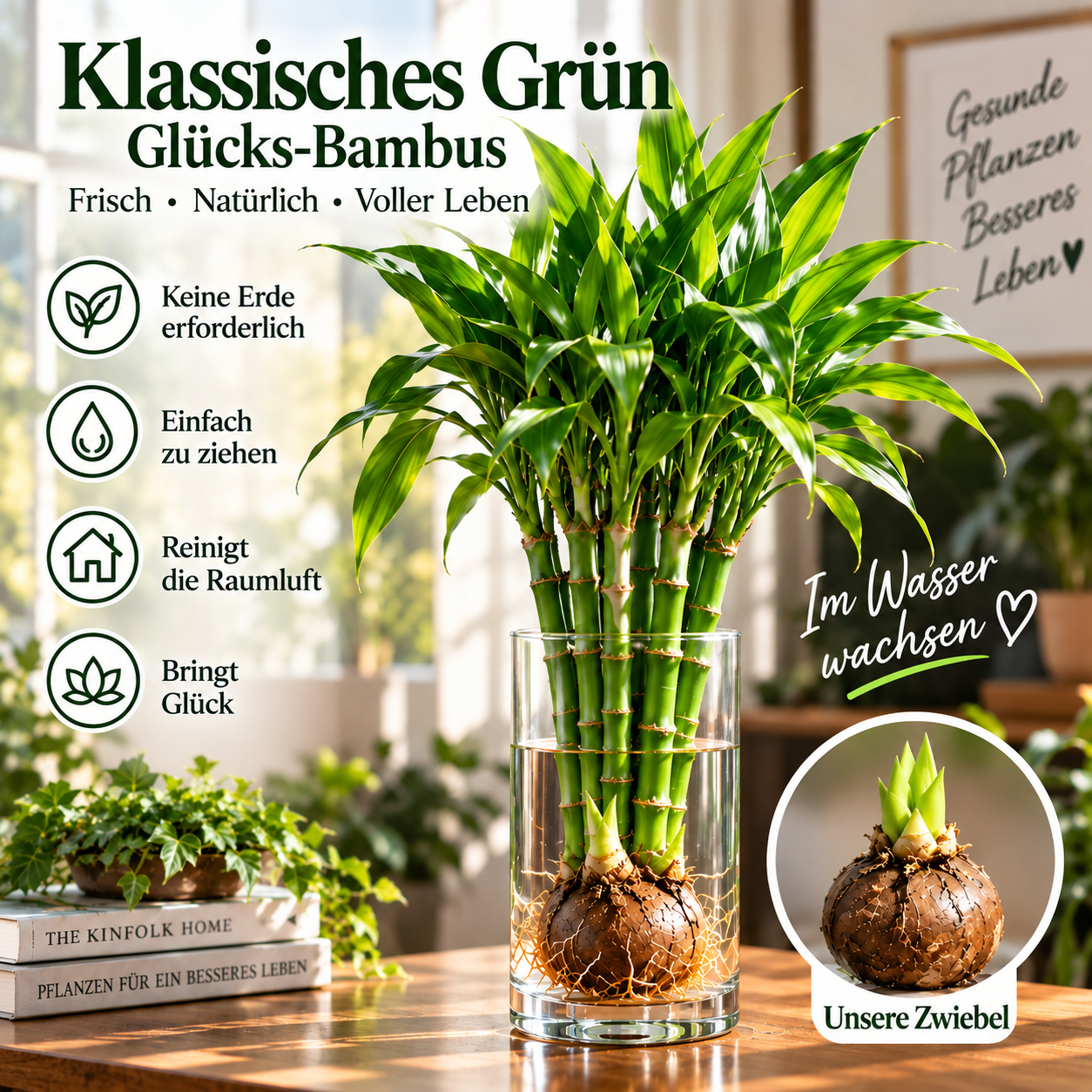 🌿 Hydroponischer Glücks-Bambus - Glück, frisches Grün und natürliche Schönheit – ganz ohne Erde