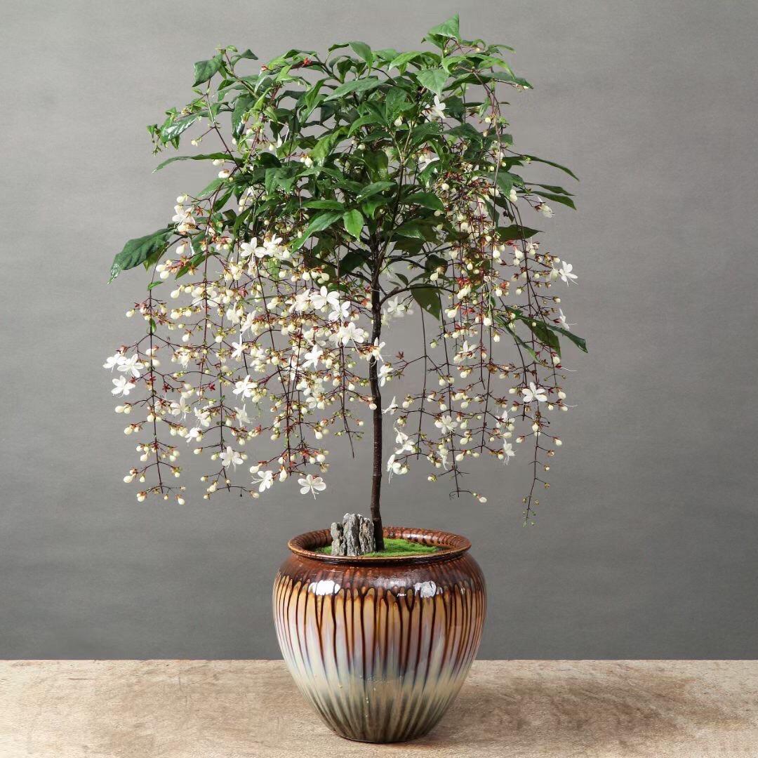 💐You Are My Life-Weeping Jasmine Flowers Seeds