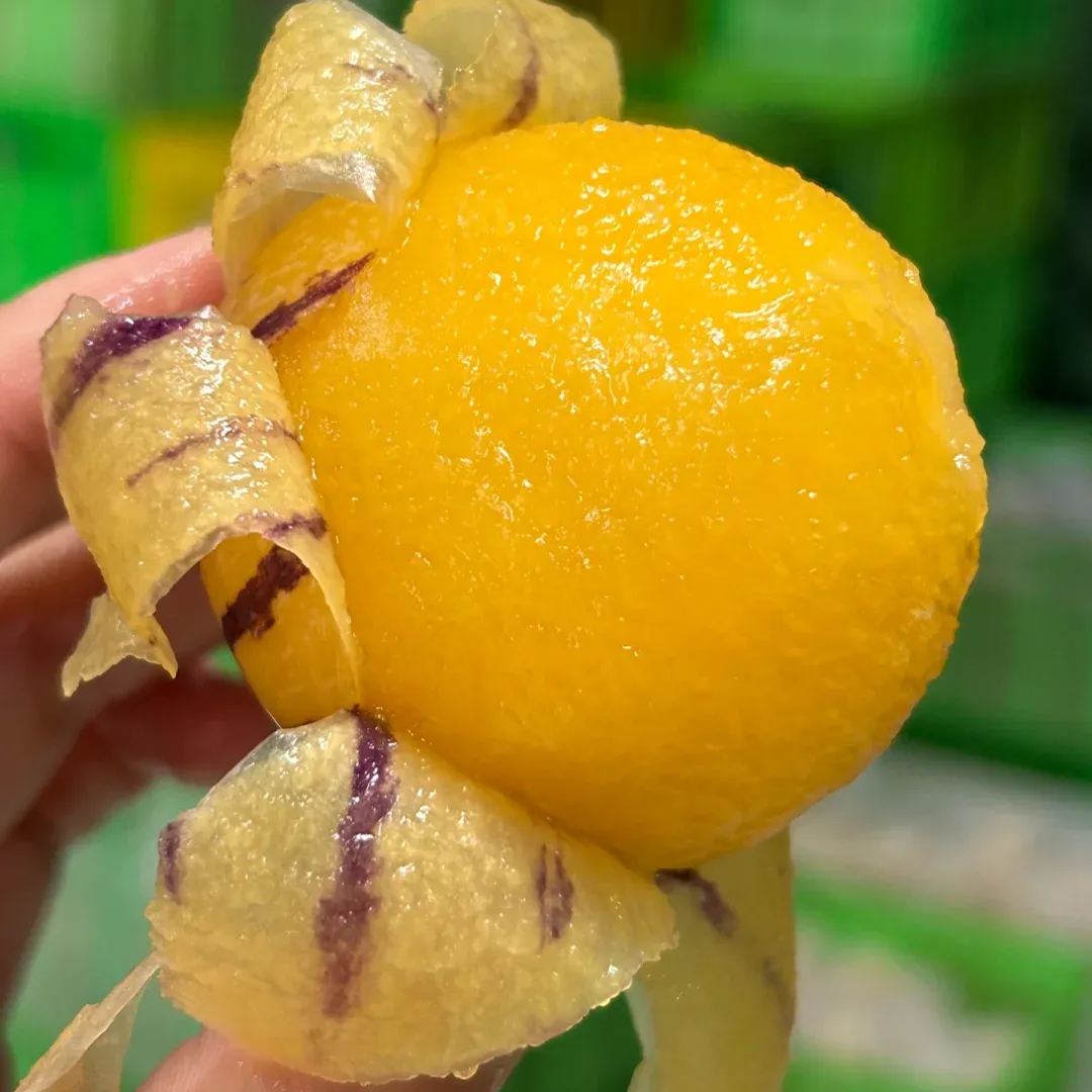 Pepino Melonensamen, Melonenbirne oder süße Gurke Exotische Frucht, Ginseng Fruchtsamen