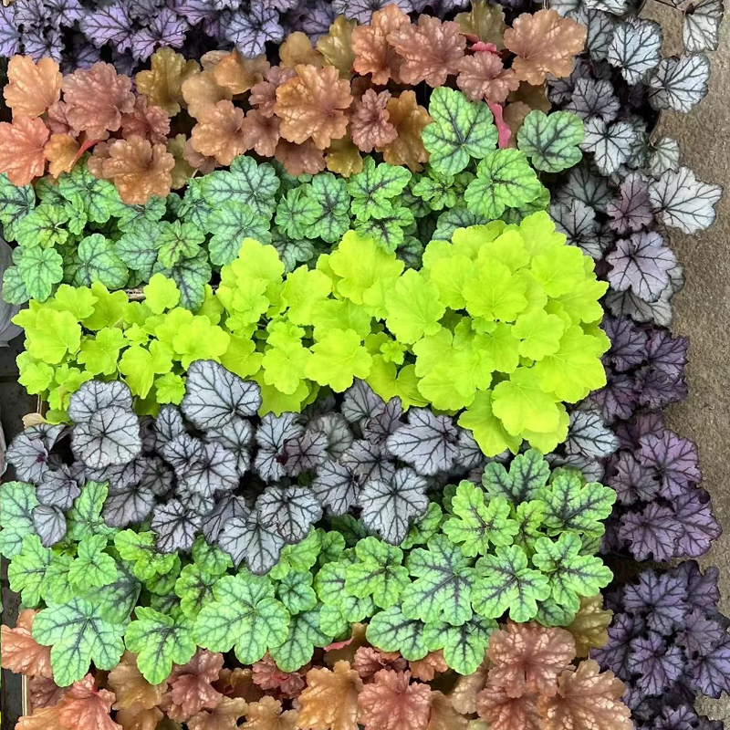 🚀Super Angebot🌈Alaunwurzel Samen🍃Bunte Farben